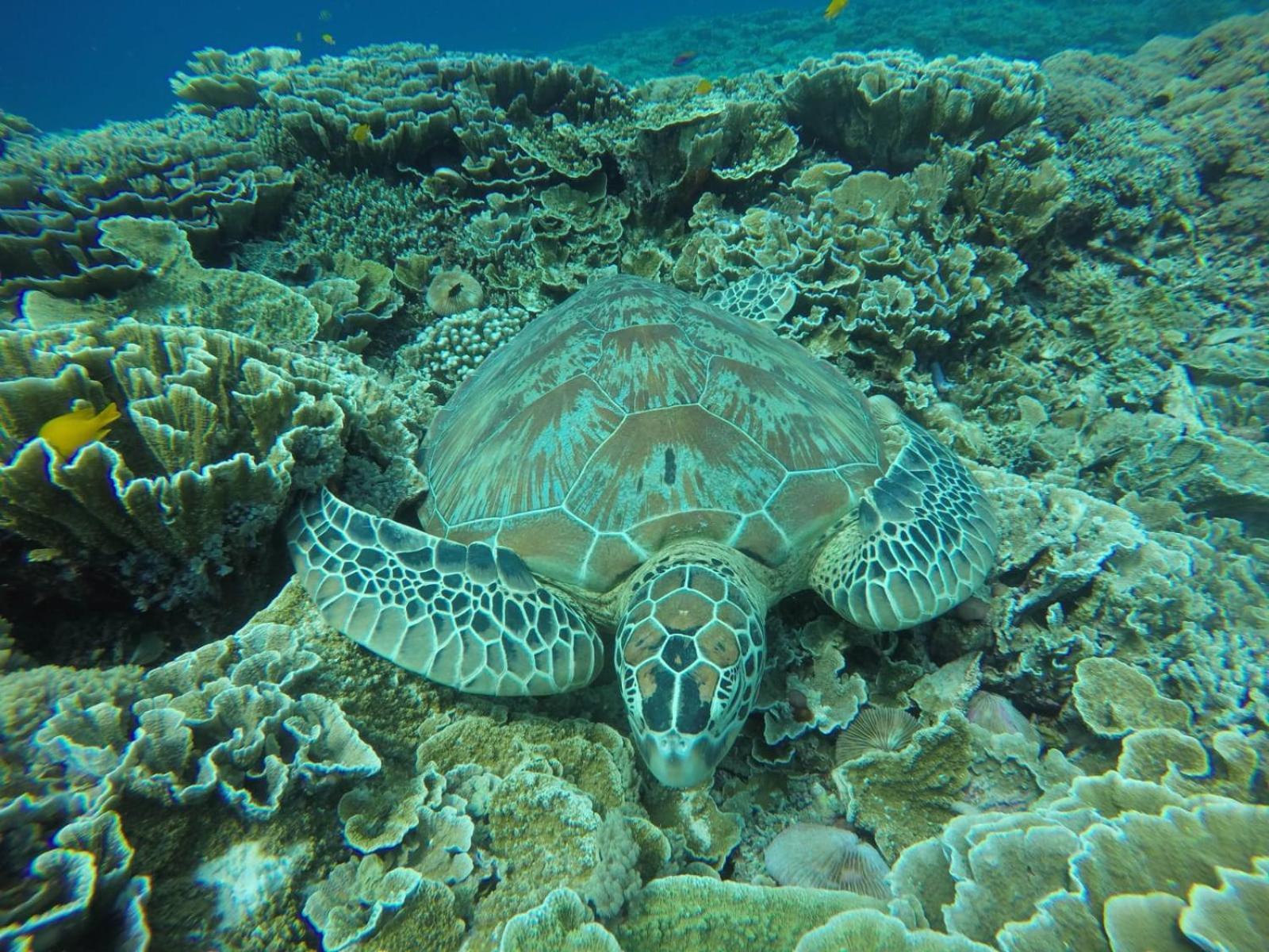 Fantastic Cottages Ilhas Gili Quarto foto